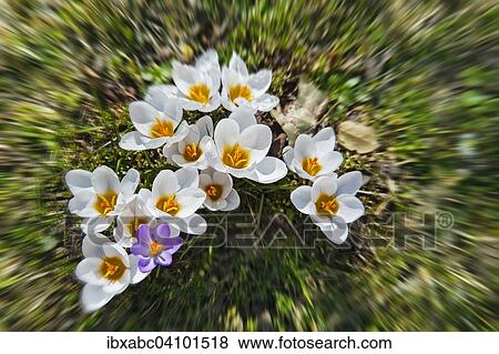 Crocuses (Crocus), Bavaria, Germany, Europe View Large Photo Image Stock Photo - Crocuses (Crocus), Bavaria, Germany, Europe. Fotosearch