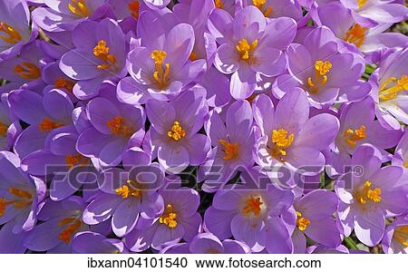 Crocuses (Crocus), Rhineland-Palatinate, Germany, Europe View Large Photo Image Stock Image - Crocuses (Crocus), Rhineland-Palatinate, Germany, Europe. Fotosearch