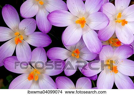 Picture - Crocuses (Crocus vernus), Hesse, Germany, Europe. Fotosearch
