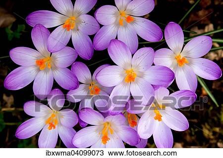 Crocuses (Crocus vernus), Hesse, Germany, Europe View Large Photo Image Stock Image - Crocuses (Crocus vernus), Hesse, Germany, Europe. Fotosearch