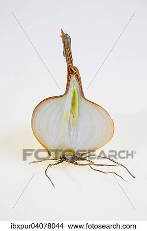 Cross-section of an onion View Large Photo Image Picture - Cross-section of an onion. Fotosearch
