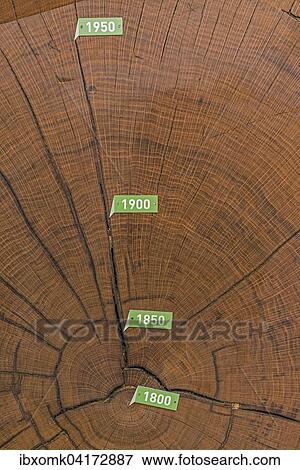 Cross section of bicentennial oak (Quercus sp. ) trunk with annual rings from 1800, Muhlacker, Baden-Wurttemberg, Germany, Europe View Large Photo Image Stock Photo - Cross section of bicentennial oak (Quercus sp. ) trunk with annual rings from 1800, Muhlacker, Baden-Wurttemberg, Germany, Europe. Fotosearch