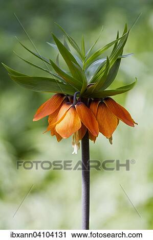 Stock Image - Crown imperial (Fritillaria imperialis), Palatinate, Rhineland-Palatinate, Germany, Europe. Fotosearch