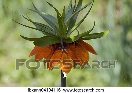 Stock Photograph - Crown imperial (Fritillaria imperialis), Palatinate, Rhineland-Palatinate, Germany, Europe. Fotosearch