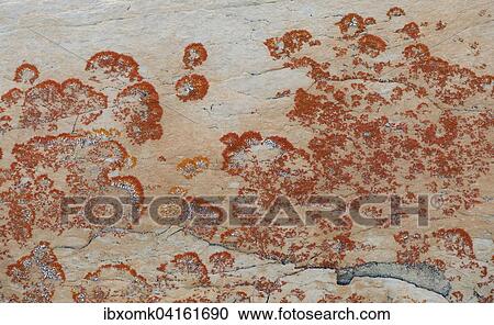 Stock Image - Crustose (Caloplaca sp. ) on whitish-yellow dolomite, Segelsallskapet Fjord, Northeast Greenland National Park, Greenland, North America. Fotosearch