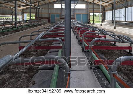 Cubicles in a modern cattle barn, Bavaria, Germany, Europe View Large Photo Image Stock Photo - Cubicles in a modern cattle barn, Bavaria, Germany, Europe. Fotosearch