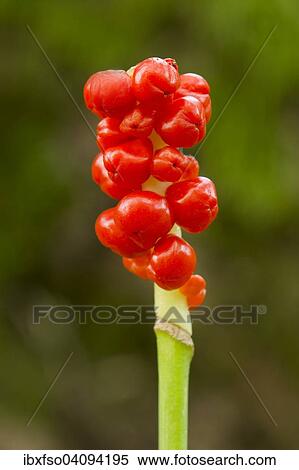 Cuckoo-pint, Cuckoopint or Snakeshead (Arum maculatum), red berries, Lower Saxony, Germany, Europe View Large Photo Image Stock Photography - Cuckoo-pint, Cuckoopint or Snakeshead (Arum maculatum), red berries, Lower Saxony, Germany, Europe. Fotosearch