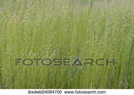 Cultivation of flax on a field, Common Flax or Linseed (Linum usitatissimum), open-air museum, Skansen, Stockholm, Sweden, Europe View Large Photo Image Stock Image - Cultivation of flax on a field, Common Flax or Linseed (Linum usitatissimum), open-air museum, Skansen, Stockholm, Sweden, Europe. Fotosearch