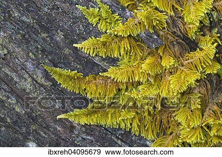 Curled hook-moss (Cratoneuron commutatum), Lech valley, Tyrol, Austria, Europe View Large Photo Image Stock Photo - Curled hook-moss (Cratoneuron commutatum), Lech valley, Tyrol, Austria, Europe. Fotosearch