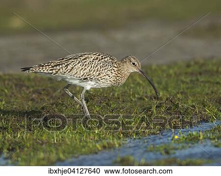 Stock Image - Curlew (Numenius arquata), Texel, Province of North Holland, The Netherlands, Europe. Fotosearch