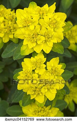 Cushion Spurge (Euphorbia epithymoides), Bavaria, Germany, Europe View Large Photo Image Stock Photo - Cushion Spurge (Euphorbia epithymoides), Bavaria, Germany, Europe. Fotosearch