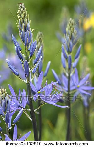 Cussick's Camas (Camassia cusickii), Bavaria, Germany, Europe View Large Photo Image Stock Image - Cussick's Camas (Camassia cusickii), Bavaria, Germany, Europe. Fotosearch