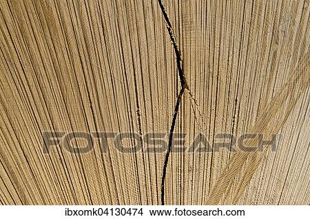Cut open tree trunk, Switzerland, Europe View Large Photo Image Picture - Cut open tree trunk, Switzerland, Europe. Fotosearch