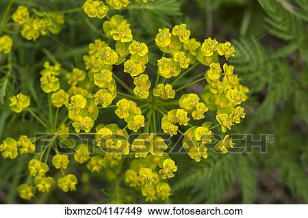 Cypress spurge (Euphorbia cyparissias) flowers, Bavaria, Germany, Europe View Large Photo Image Stock Photo - Cypress spurge (Euphorbia cyparissias) flowers, Bavaria, Germany, Europe. Fotosearch