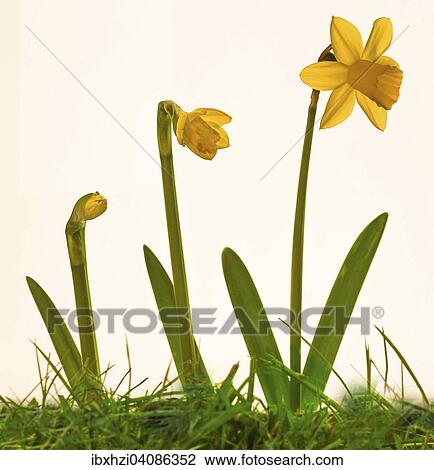 Stock Image - Daffodil (Narcissus), different growth stages. Fotosearch