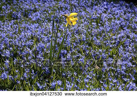 Daffodil (Narcissus) in a field of Scilla flowers, Sweden, Europe View Large Photo Image Stock Image - Daffodil (Narcissus) in a field of Scilla flowers, Sweden, Europe. Fotosearch
