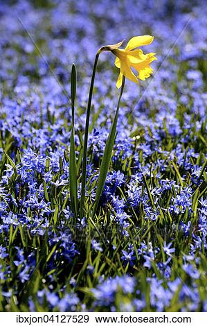 Daffodil (Narcissus) in a field of Scilla flowers, Sweden, Europe View Large Photo Image Stock Photo - Daffodil (Narcissus) in a field of Scilla flowers, Sweden, Europe. Fotosearch
