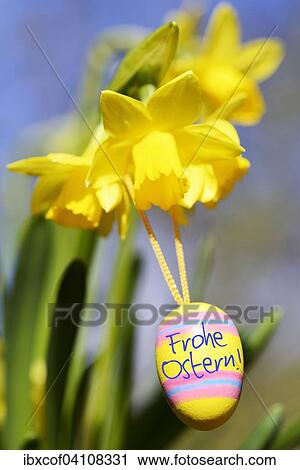 Stock Image - Daffodil (Narcissus) with Easter Egg, German Easter greeting. Fotosearch