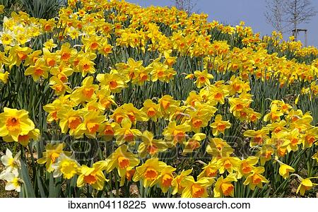 Daffodils (Narcissus) at the side of a road, Landau Wollmesheim, Southern Palatinate, Palatinate, Rhineland-Palatinate, Germany, Europe View Large Photo Image Stock Photography - Daffodils (Narcissus) at the side of a road, Landau Wollmesheim, Southern Palatinate, Palatinate, Rhineland-Palatinate, Germany, Europe. Fotosearch