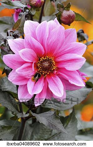 Stock Image - Dahlia (Dahlia), Fascination variety, North Rhine-Westphalia, Germany, Europe. Fotosearch