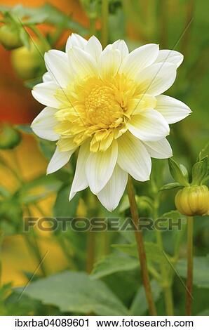 Dahlia (Dahlia), Lambada variety, North Rhine-Westphalia, Germany, Europe View Large Photo Image Stock Image - Dahlia (Dahlia), Lambada variety, North Rhine-Westphalia, Germany, Europe. Fotosearch