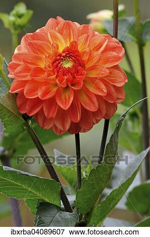 Dahlia (Dahlia), Maren variety, North Rhine-Westphalia, Germany, Europe View Large Photo Image Stock Photo - Dahlia (Dahlia), Maren variety, North Rhine-Westphalia, Germany, Europe. Fotosearch