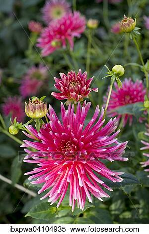 Dahlia hybrids, Pianella Cactus Dahlia, Devon, United Kingdom, Europe View Large Photo Image Stock Photography - Dahlia hybrids, Pianella Cactus Dahlia, Devon, United Kingdom, Europe. Fotosearch