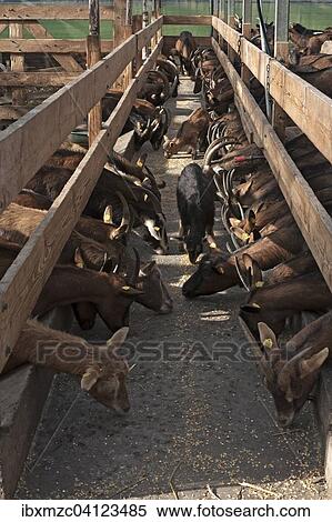 Stock Photography - Dairy goats at the feed alley in the stable, Othenstorf, Mecklenburg-Western Pomerania, Germany, Europe. Fotosearch