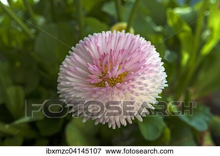 Daisies (Bellis perennis), Blossom, Bavaria, Germany, Europe View Large Photo Image Stock Photo - Daisies (Bellis perennis), Blossom, Bavaria, Germany, Europe. Fotosearch