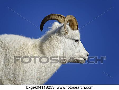 Dall Sheep (Ovis dalli), Denali National Park, Alaska, USA View Large Photo Image Stock Image - Dall Sheep (Ovis dalli), Denali National Park, Alaska, USA. Fotosearch