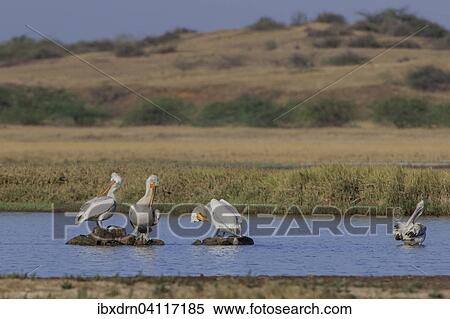 Stock Photography - Dalmatian Pelican (Pelecanus crispus), Little Rann of Kutch, Gujarat, India, Asia. Fotosearch