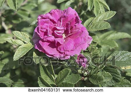 Stock Image - Damascene rose (Rosa x damascena), pink, Emsland, Lower Saxony, Germany, Europe. Fotosearch