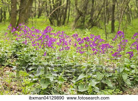 Stock Image - Dame's Rocket (Hesperis matronalis), Leitha Mountains, northern Burgenland, Burgenland, Austria, Europe. Fotosearch