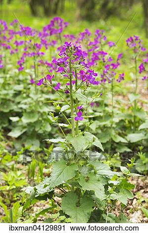 Dame's Rocket (Hesperis matronalis), Leitha Mountains, northern Burgenland, Burgenland, Austria, Europe View Large Photo Image Stock Image - Dame's Rocket (Hesperis matronalis), Leitha Mountains, northern Burgenland, Burgenland, Austria, Europe. Fotosearch