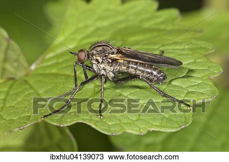 Dance Fly (Empis tessellata), Baden-Wurttemberg, Germany, Europe View Large Photo Image Stock Image - Dance Fly (Empis tessellata), Baden-Wurttemberg, Germany, Europe. Fotosearch