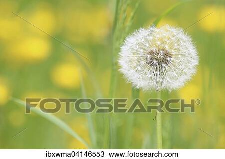 Dandelion seed head (Taraxacum), Hesse, Germany, Europe View Large Photo Image Stock Image - Dandelion seed head (Taraxacum), Hesse, Germany, Europe. Fotosearch