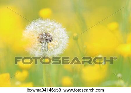 Dandelion seed head (Taraxacum), Hesse, Germany, Europe View Large Photo Image Stock Photo - Dandelion seed head (Taraxacum), Hesse, Germany, Europe. Fotosearch