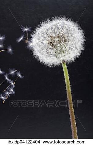 Picture - Dandelion (Taraxacum), blowball, close-up. Fotosearch