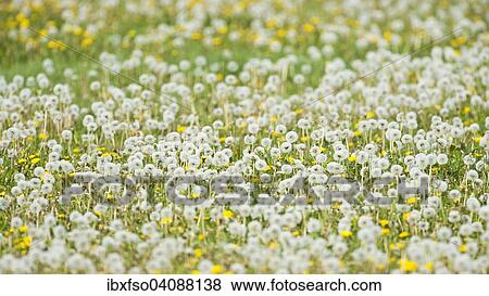 Dandelion (Taraxacum officinale), seed heads, dandelion clocks and flowers, Thuringia, Germany, Europe View Large Photo Image Stock Photo - Dandelion (Taraxacum officinale), seed heads, dandelion clocks and flowers, Thuringia, Germany, Europe. Fotosearch