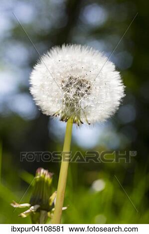 Dandelion (Taraxacum) seed head, Saxony, Germany, Europe View Large Photo Image Stock Image - Dandelion (Taraxacum) seed head, Saxony, Germany, Europe. Fotosearch