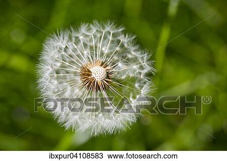 Dandelion (Taraxacum) seed head, Saxony, Germany, Europe View Large Photo Image Stock Image - Dandelion (Taraxacum) seed head, Saxony, Germany, Europe. Fotosearch