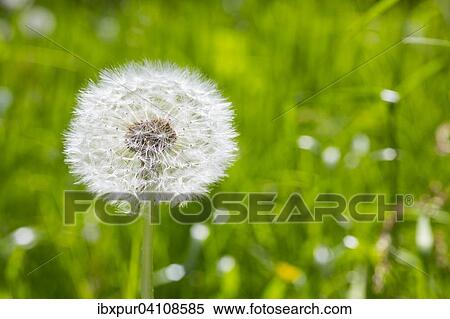 Stock Photography - Dandelion (Taraxacum) seed head, Saxony, Germany, Europe. Fotosearch