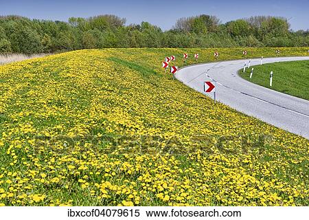 Stock Photography - Dandelions growing on the main dyke of Ruschort, Tatenberg, Hamburg, Germany, Europe. Fotosearch