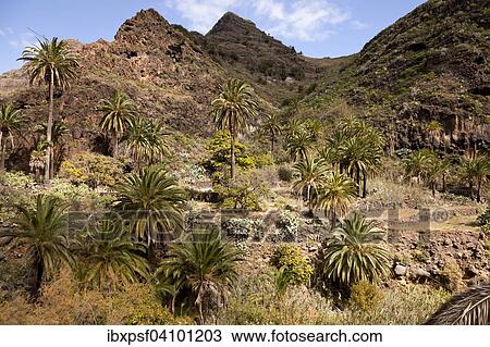 Date palm trees in the valley of Gran Rey, La Gomera, Canary Islands, Spain, Europe View Large Photo Image Stock Image - Date palm trees in the valley of Gran Rey, La Gomera, Canary Islands, Spain, Europe. Fotosearch