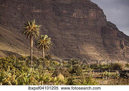 Date palm trees in the valley of Gran Rey, La Gomera, Canary Islands, Spain, Europe View Large Photo Image Stock Photography - Date palm trees in the valley of Gran Rey, La Gomera, Canary Islands, Spain, Europe. Fotosearch