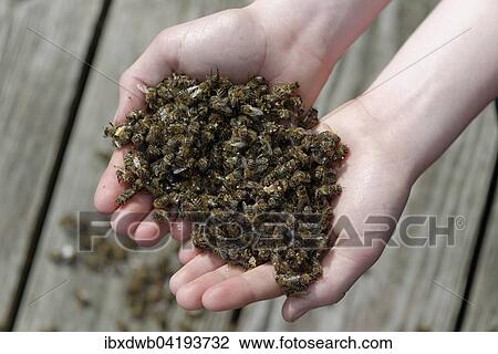Dead bees in the hands of a beekeeper, colony collapse disorder, CCD, due to the Varroa mite, Upper Bavaria, Bavaria, Germany, Europe View Large Photo Image Stock Image - Dead bees in the hands of a beekeeper, colony collapse disorder, CCD, due to the Varroa mite, Upper Bavaria, Bavaria, Germany, Europe. Fotosearch