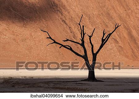 Dead camel thorn tree (Vachellia erioloba), sand dune, Dead Vlei Sossusvlei, Namib Desert, Namib-Naukluft National Park, Namibia, Africa View Large Photo Image Picture - Dead camel thorn tree (Vachellia erioloba), sand dune, Dead Vlei Sossusvlei, Namib Desert, Namib-Naukluft National Park, Namibia, Africa. Fotosearch