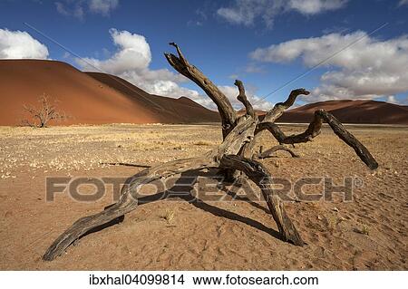Dead Camel thorn tree (Vachellia erioloba), sand dunes, in front of Dune 45, Sossusvlei, Namib Desert, Namib-Naukluft National Park, Namibia, Africa View Large Photo Image Picture - Dead Camel thorn tree (Vachellia erioloba), sand dunes, in front of Dune 45, Sossusvlei, Namib Desert, Namib-Naukluft National Park, Namibia, Africa. Fotosearch