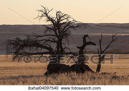 Dead Camel Thorn tree (Vachellia erioloba) at Sesriem Camp, Elim Dune at the back, evening light, Sesriem, Namibia, Africa View Large Photo Image Stock Image - Dead Camel Thorn tree (Vachellia erioloba) at Sesriem Camp, Elim Dune at the back, evening light, Sesriem, Namibia, Africa. Fotosearch