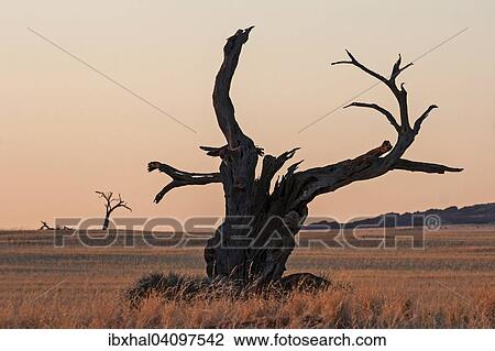 Dead Camel Thorn tree (Vachellia erioloba) at Sesriem Camp, evening light, Sesriem, Namibia, Africa View Large Photo Image Stock Image - Dead Camel Thorn tree (Vachellia erioloba) at Sesriem Camp, evening light, Sesriem, Namibia, Africa. Fotosearch